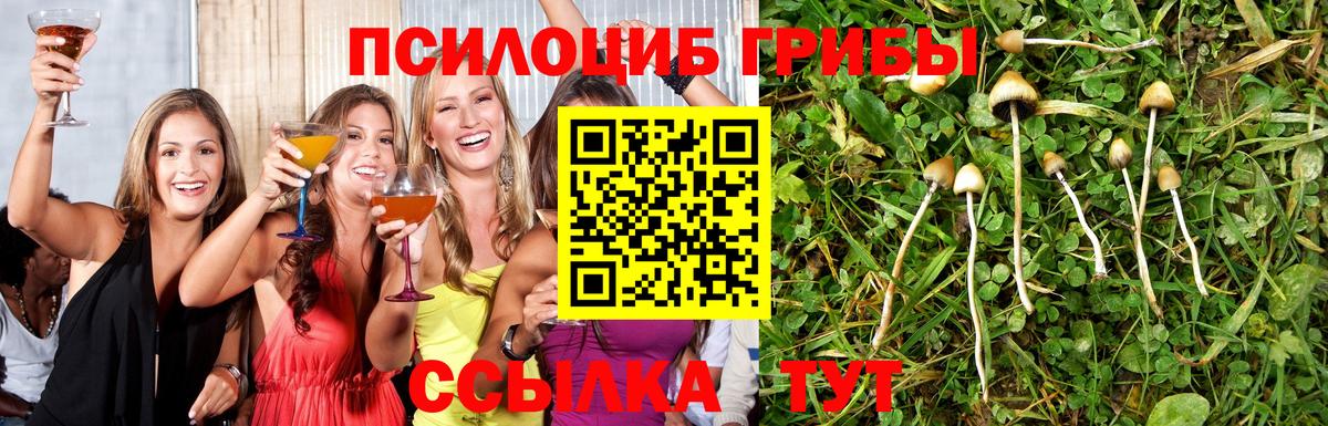 Котовск  Галлюциногенные грибы Psilocybe  Вход с VPN 